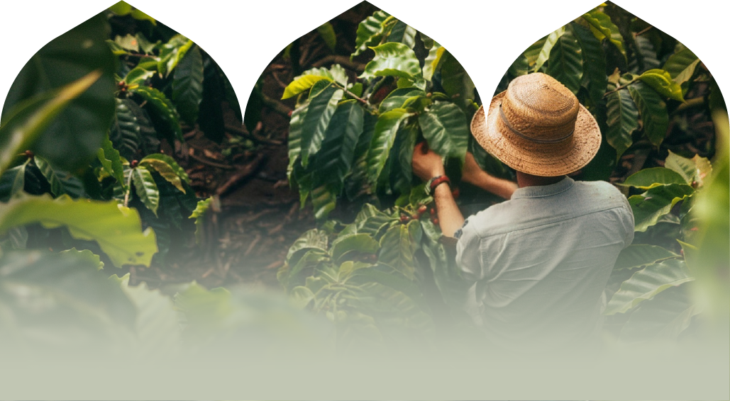 قهوه های تخصصی | قهوه مکتب تبریز | Maktab coffee 